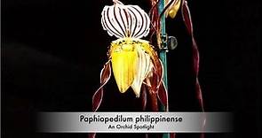 ORCHIE SPOTLIGHT: Paphiopedilum philippinense