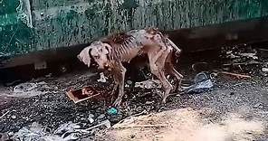 A scrawny stray dog, Found by rescuers, Amazing Transformation