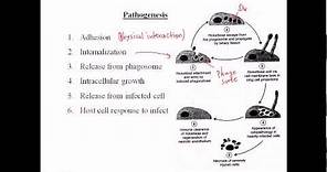 Rickettsia pathogenesis