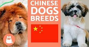 9 Breeds of Chinese Dogs