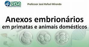 Anexos embrionários em primatas e animais domésticos