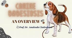 Babesiosis in Dog - An overview