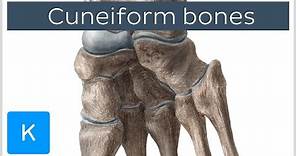Bones of the foot: cuneiform bones - Human Anatomy | Kenhub
