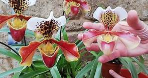 Orquídea Paphiopedilum "Zapatito" cuidados