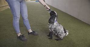 How to Teach Your Dog to Sit | The Battersea Way