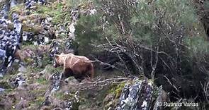 Oso pardo (Ursus Arctos, Brown Bear)