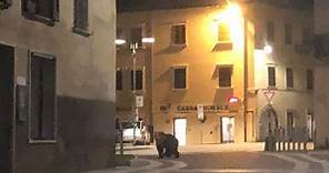 "Mio figlio è tornato a casa a Bolognano di Arco e ha trovato un orso davanti al cancello"