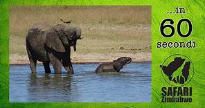 Elephant - Cucciolo di elefante gioca nell'acqua in 60 secondi