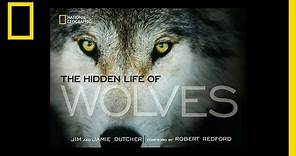 The Hidden Life of Wolves | National Geographic