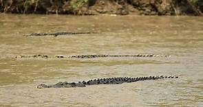World's Deadliest Crossing! **Crocodiles everywhere**