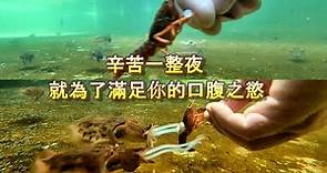 【Cuttlefish花枝親手餵】忙了一整晚所得來的螯蝦，剛好做為小花枝的活教材，訓練牠們趕緊跟人親近，以接待降級後可能到訪的訪客....《すみいか はザリガニを食べる》