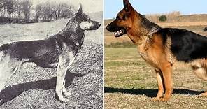 Here's what popular dog breeds looked like before and after 100 years of breeding