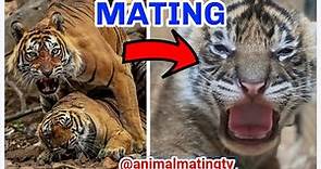 How Do Tigers Mate and Reproduce