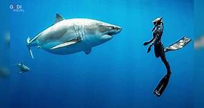 Hawaii, incontro ravvicinato con lo squalo bianco: "E' Deep Blue, l'esemplare più grande al mondo"