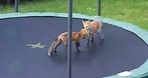 Foxes Jumping on my Trampoline