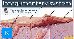 Integumentary system - Anatomical terminology for healthcare professionals | Kenhub