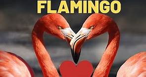 All About Flamingos for Kids: Diet, Habitat, Characteristics | Animal Lesson For Kids