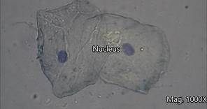 Cheek Cells Under The Microscope