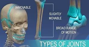 Anatomy and Physiology of Articulations Joints