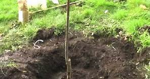 How To Plant Your New Fruit Tree
