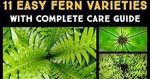 11 Easy Ferns You Should Consider Growing | General Fern Care Guide | Nandanam Exotics | By Nirmal