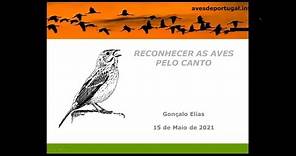 Reconhecer as aves pelo canto