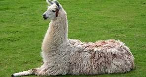 Llama Sounds and Pictures