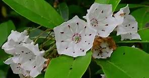 Mountain Laurel... - Southern Piedmont Natural History