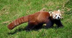 Panda rojo: qué es, características, hábitat, alimentación