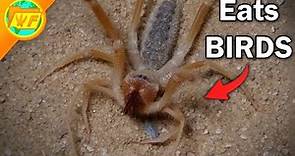 The Insane Truth About CAMEL SPIDERS