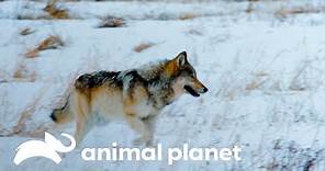 Manada de lobos viaja en búsqueda de alimento | La vida en Yellowstone | Animal Planet