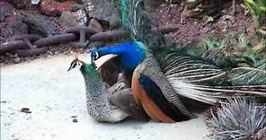 Peacock Mating 13