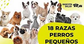 18 Razas de #perros pequeños y sus tamaños | Mascota y Salud
