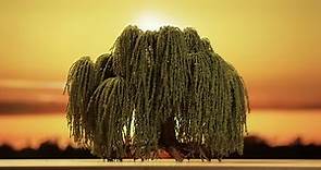 Make this DIY Weeping Willow Tree for Jaw-Dropping Terrain!