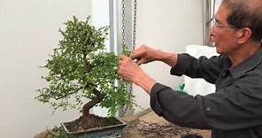 How to Prune a Chinese Elm Bonsai Tree EASY!!! - Peter Chan