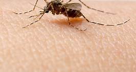 13 Symptoms of Dengue Fever in Babies, Causes & Treatment
