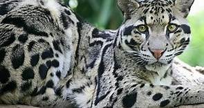 Leopardo nublado se extingue