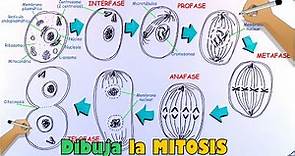 Aprende a dibujar la Mitosis y sus fases paso a paso