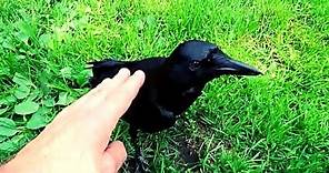 Pet crow acts like a Dog!