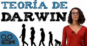 Teoría darwinista - Teoría de DARWIN