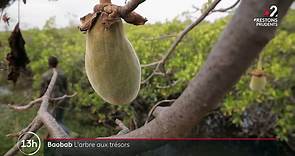 Afrique : le baobab, l'arbre de vie aux mille trésors