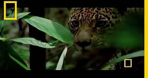 Big Cats | National Geographic