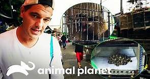 Frank conoce el peligroso mundo del tráfico de animales | Wild Frank | Animal Planet