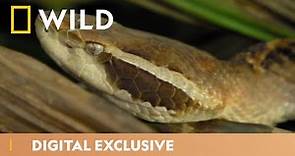 The Deadly Pit Viper | Snakebite Week | National Geographic Wild UK