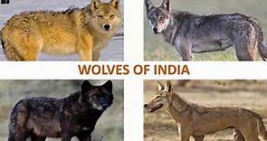 Wolves of India 🐺 🇮🇳 | Mammals | Indian Animals
