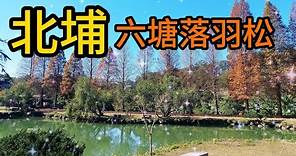 【新竹景點】129 六塘落羽松園區，是一個小而美的自然幽靜湖畔景觀，也是北部觀賞落羽松的熱門打卡點，來此除了看落羽松林倒映在湖泊上的美景之外，還可以品嚐石柿餅和欣賞小村莊裡的曬石柿風景。