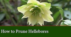 How To Prune Hellebores (The Lenton Rose) - Basic Care Techniques