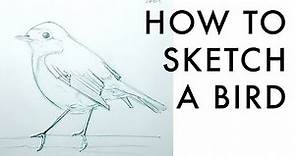How to sketch birds for beginners - quick step by step