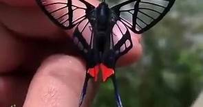 Curiosità - Chorinea Sylphina, la farfalla dalle ali...
