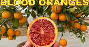 The PERFECT CITRUS TREE For Container Gardening: Moro BLOOD ORANGES!